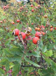 Attēlu rezultāti vaicājumam “Rosa villosa fruit”