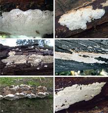 Attēlu rezultāti vaicājumam “Antrodia serialis”