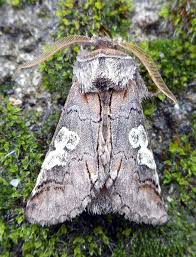 Attēlu rezultāti vaicājumam “Diloba caeruleocephala”