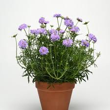 Image result for Scabiosa columbaria