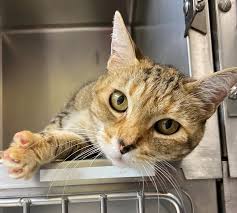 Image result for cat found