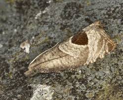 Attēlu rezultāti vaicājumam “Notocelia uddmanniana”