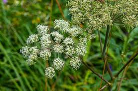 Attēlu rezultāti vaicājumam “Cicuta virosa”