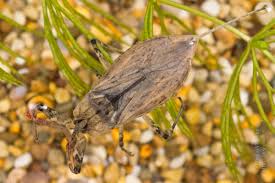 Attēlu rezultāti vaicājumam “Nepa cinerea imago”