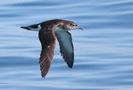 Image result for Puffinus puffinus