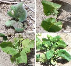 Attēlu rezultāti vaicājumam “Saussurea esthonica flower”