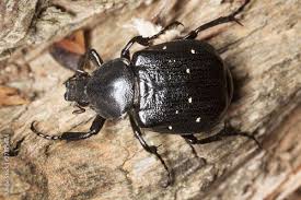 Attēlu rezultāti vaicājumam “Gnorimus variabilis”