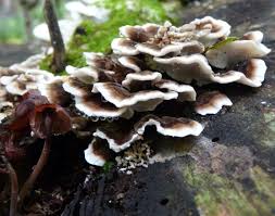 Attēlu rezultāti vaicājumam “Bjerkandera adusta”