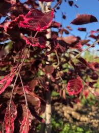 Attēlu rezultāti vaicājumam “Fagus sylvatica fo. purpurea flower”