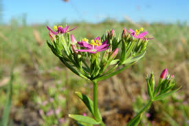 Image result for Centaurium erythraea