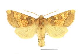 Attēlu rezultāti vaicājumam “Gortyna flavago”