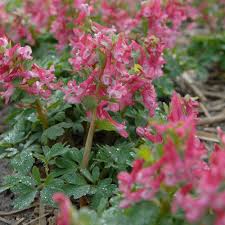 Attēlu rezultāti vaicājumam “Corydalis solida flower”