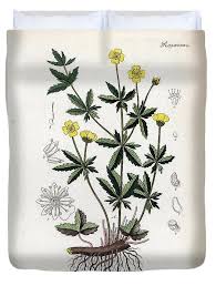 Image result for Potentilla tormentilla