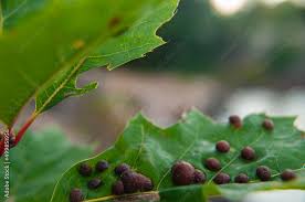 Attēlu rezultāti vaicājumam “Vasates quadripedes”