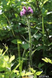 Attēlu rezultāti vaicājumam “Cirsium palustre flower”