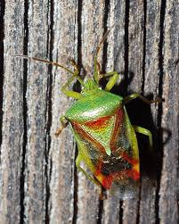 Attēlu rezultāti vaicājumam “Elasmostethus interstinctus”