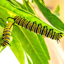Image result for monarch caterpillar
