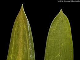 Attēlu rezultāti vaicājumam “Potamogeton compressus”