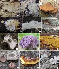 Attēlu rezultāti vaicājumam “Elmerina caryae”