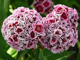 Attēlu rezultāti vaicājumam “Dianthus barbatus flower”