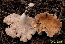 Attēlu rezultāti vaicājumam “Hydnum rufescens”