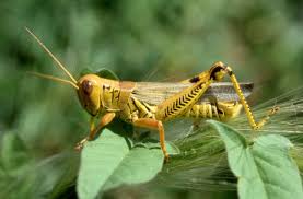 Attēlu rezultāti vaicājumam “Acrididae”