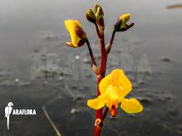 Attēlu rezultāti vaicājumam “Utricularia vulgaris flower”