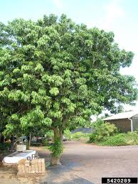 Image result for Litchi chinensis