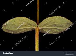 Attēlu rezultāti vaicājumam “Hypericum maculatum leaf”