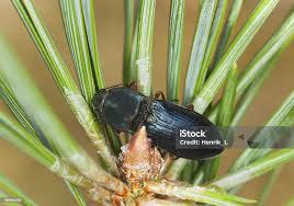 Attēlu rezultāti vaicājumam “Selatosomus aeneus”