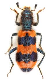 Attēlu rezultāti vaicājumam “Trichodes apiarius”