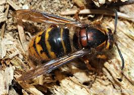 Attēlu rezultāti vaicājumam “Dolichovespula media”