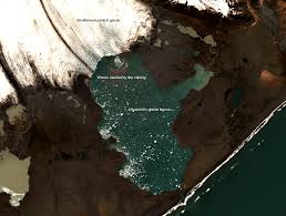 Image result for Ildblomkarse