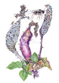 Attēlu rezultāti vaicājumam “Diastrophus rubi”