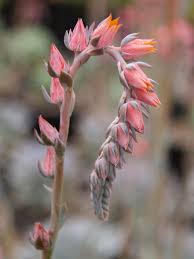 Attēlu rezultāti vaicājumam “Diachea subsessilis”