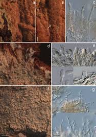 Attēlu rezultāti vaicājumam “Junghuhnia pseudozilingiana”