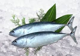 Image result for Euthynnus affinis