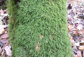 Attēlu rezultāti vaicājumam “Anomodon viticulosus”