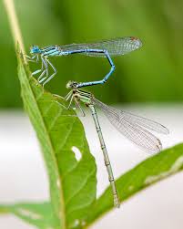 Attēlu rezultāti vaicājumam “Platycnemis pennipes male”