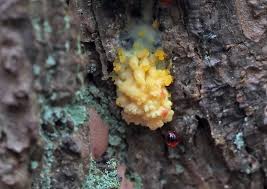 Attēlu rezultāti vaicājumam “Amaurochaete atra spores”