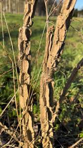 Attēlu rezultāti vaicājumam “Ulmus minor f. suberosa”