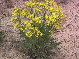 Attēlu rezultāti vaicājumam “Crepis paludosa fruit”