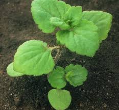 Attēlu rezultāti vaicājumam “Veronica persica leaf”