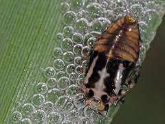 Attēlu rezultāti vaicājumam “Lepyronia coleoptrata”