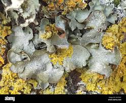 Attēlu rezultāti vaicājumam “Pleurosticta acetabulum”