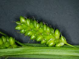 Attēlu rezultāti vaicājumam “Carex pallescens”