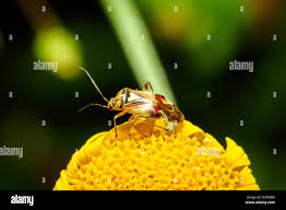 Attēlu rezultāti vaicājumam “Orthops basalis”