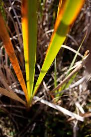 Attēlu rezultāti vaicājumam “Typha angustifolia  leaf”