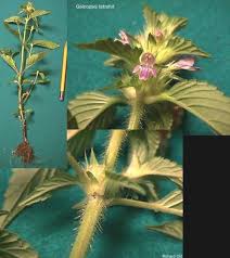 Attēlu rezultāti vaicājumam “Galeopsis tetrahit leaf”