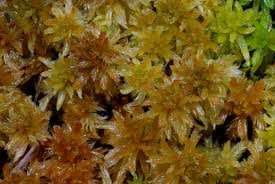 Attēlu rezultāti vaicājumam “Sphagnum tenellum”